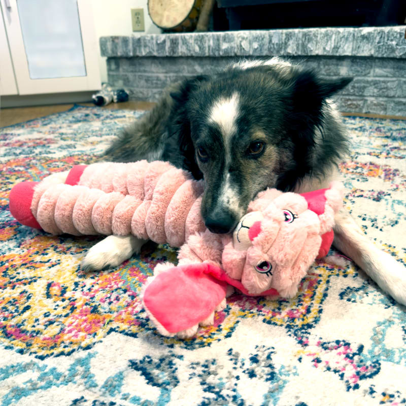 Pink rabbit dog toy cheap