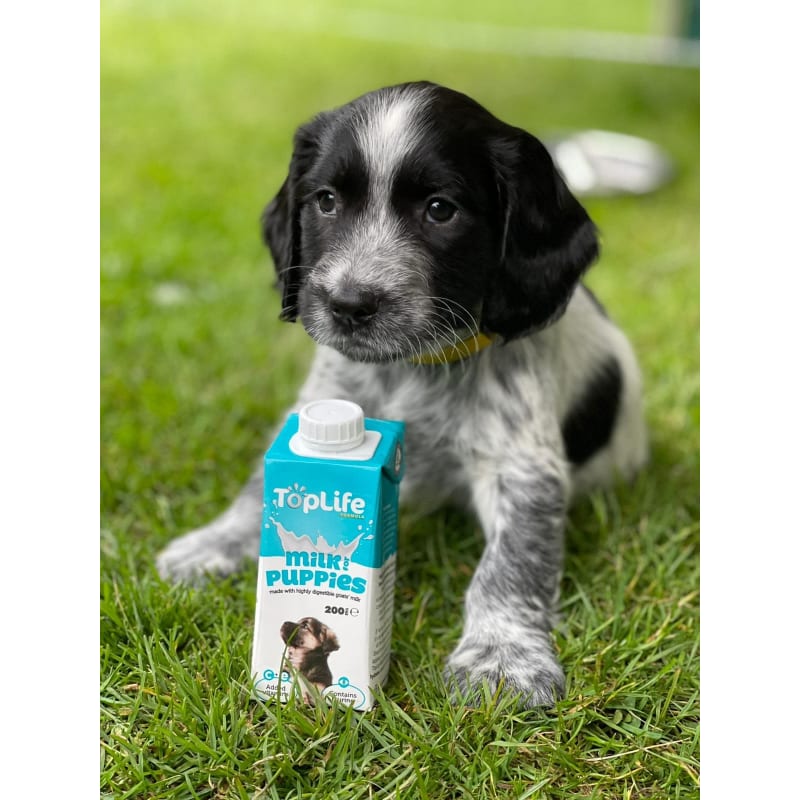 Toplife dog milk outlet