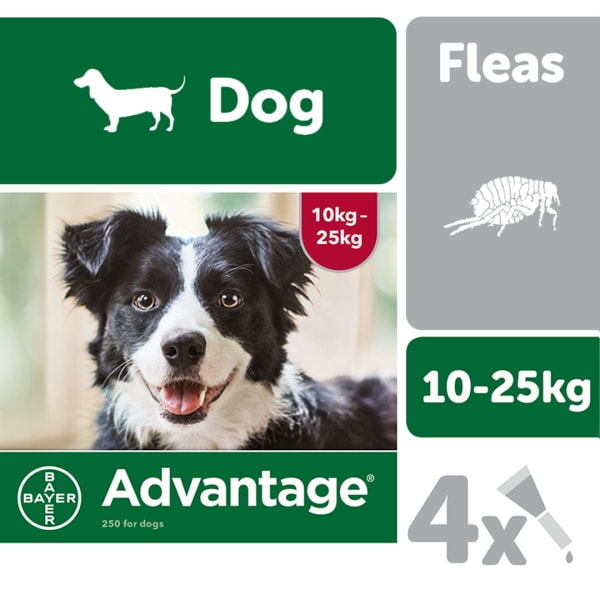 Image of Advantage 250 Spot On Dog Flea Treatment for Dogs, 4 Pipettes